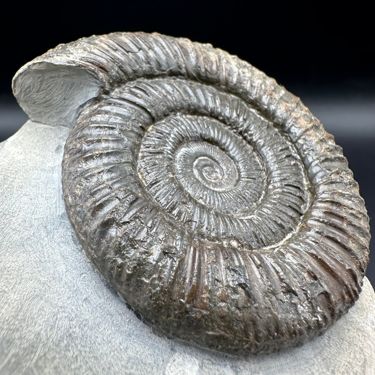 Dactylioceras Ammonite Fossil With Box And Stand - Whitby, North Yorkshire Jurassic Coast Yorkshire Fossils