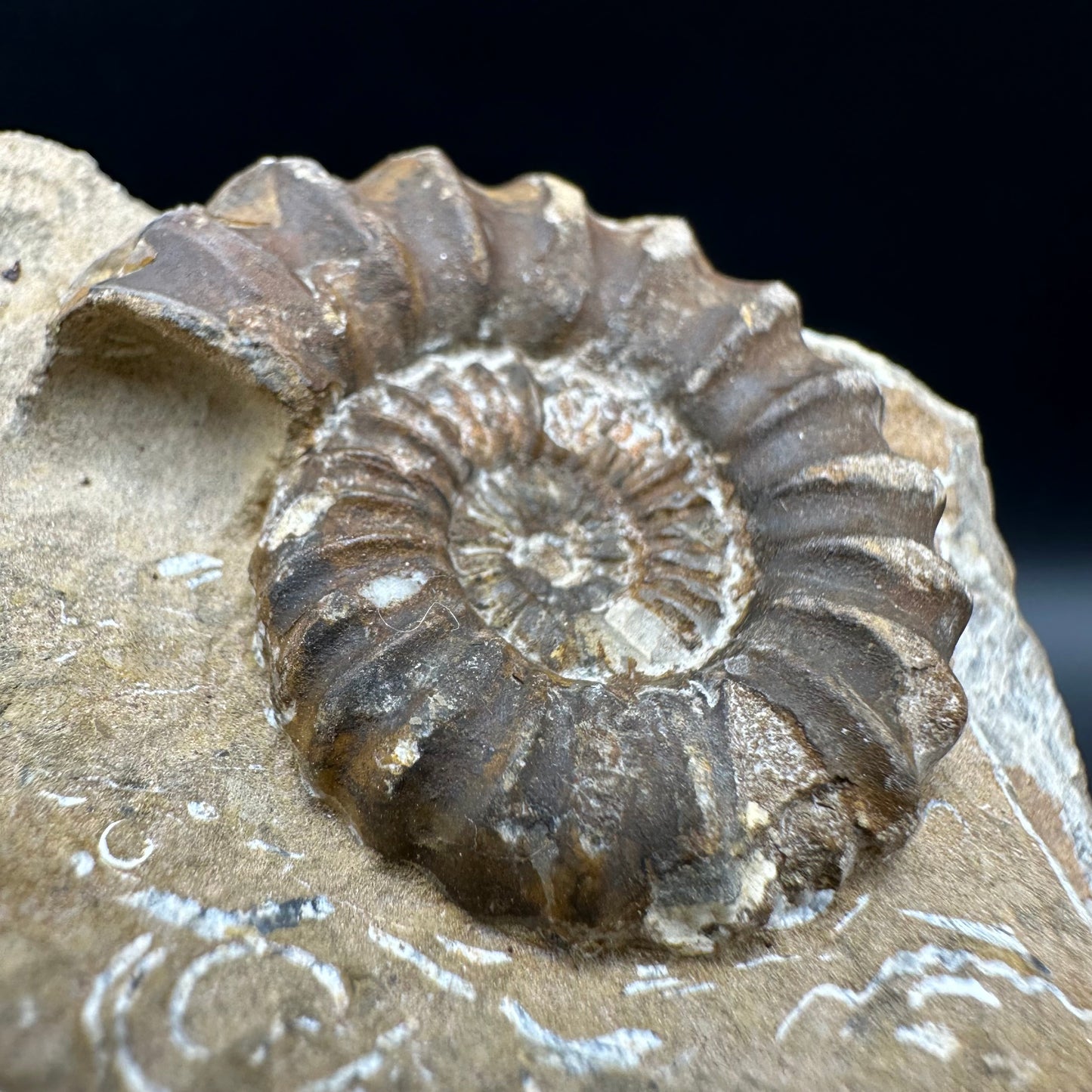 Androgynoceras capricornus Ammonite fossil with box and stand - Whitby, North Yorkshire Jurassic Coast Yorkshire Fossils