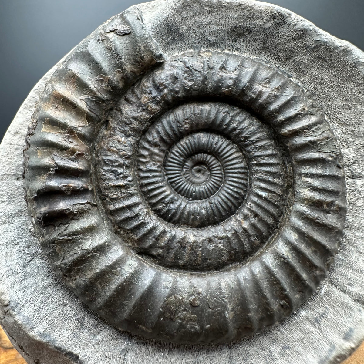 Dactylioceras Ammonite Fossil With box and Stand - Whitby, North Yorkshire Jurassic Coast Yorkshire Fossils