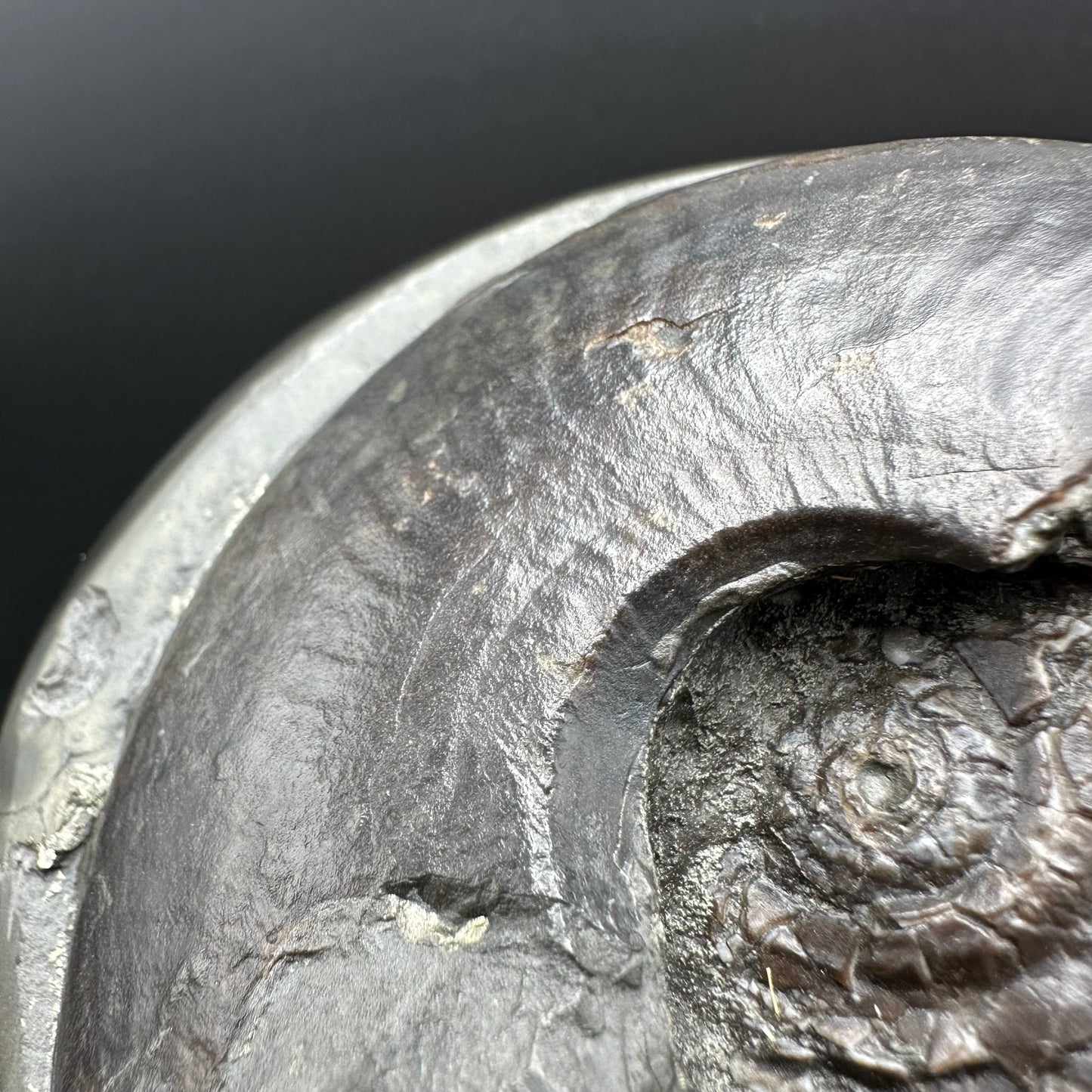 Golden Egg (GENUINE) Ammonite Fossil With Stand - Whitby, North Yorkshire Jurassic Coast Yorkshire Fossils