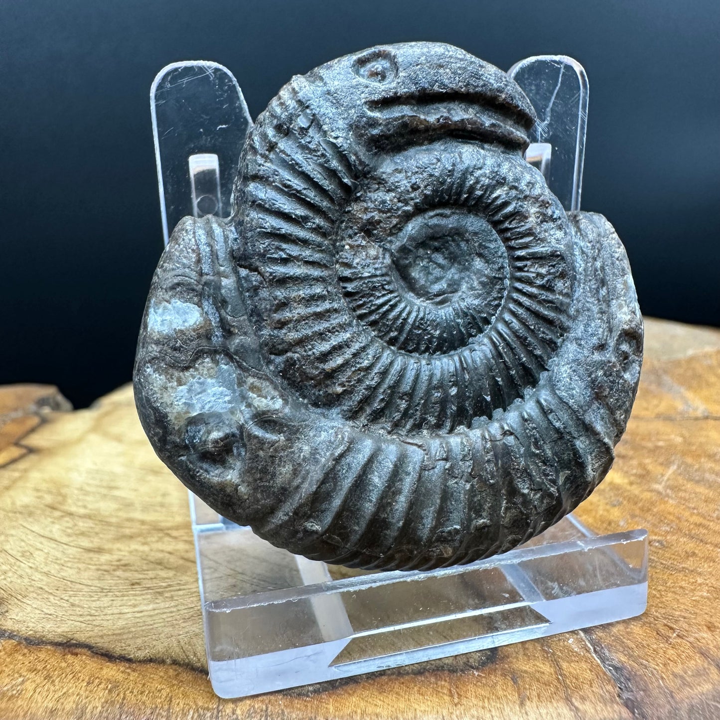 Hydra Snakestone Ammonite Fossil With Bag/Box And Stand - Whitby, North Yorkshire Jurassic Coast Yorkshire Fossils