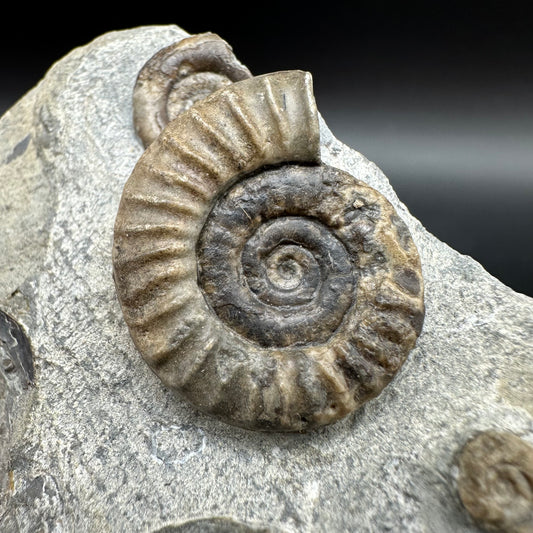 Arnioceras ammonite shell fossil with box and stand - Whitby, North Yorkshire Jurassic Coast Yorkshire Fossils