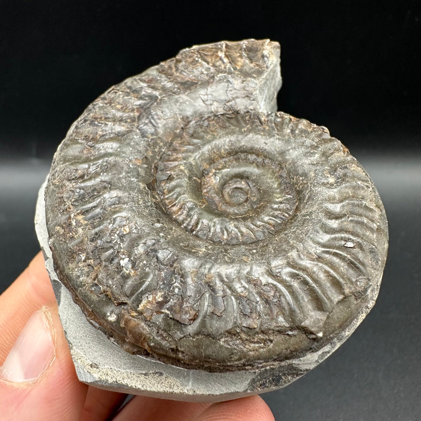 Hildoceras lusitanicum Ammonite fossil with box and stand - Whitby, North Yorkshire, Jurassic Coast, Yorkshire Fossils from the Jurassic Coast