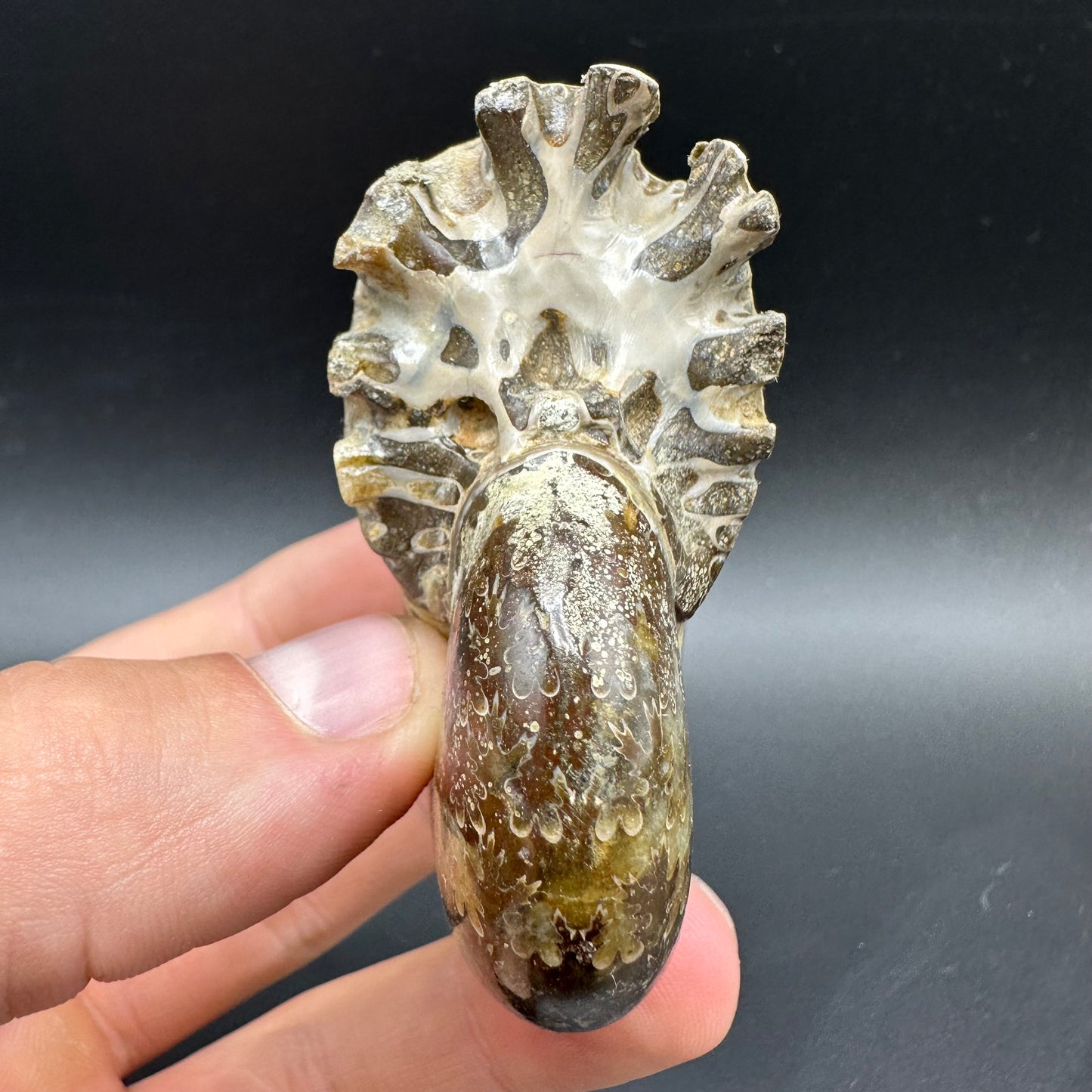 Phylloceras Ammonite Fossil With Box And Stand - Cretaceous Ammonite Madagascar