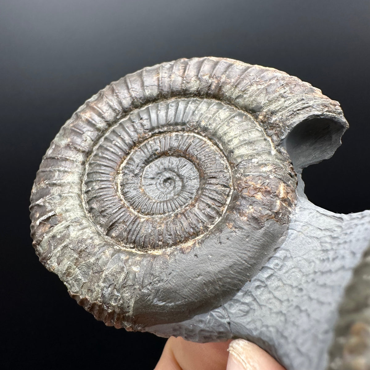 Dactylioceras Ammonite Fossil With Stand - Whitby, North Yorkshire Jurassic Coast Yorkshire Fossils