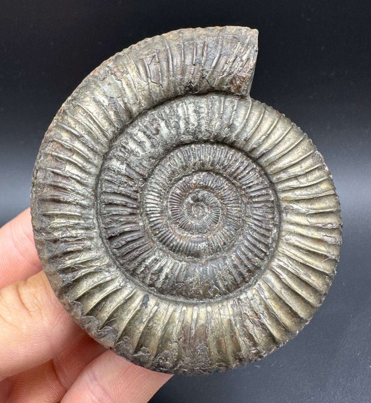 Golden Dactylioceras Ammonite Fossil With box and Stand - Whitby, North Yorkshire Jurassic Coast Yorkshire Fossils