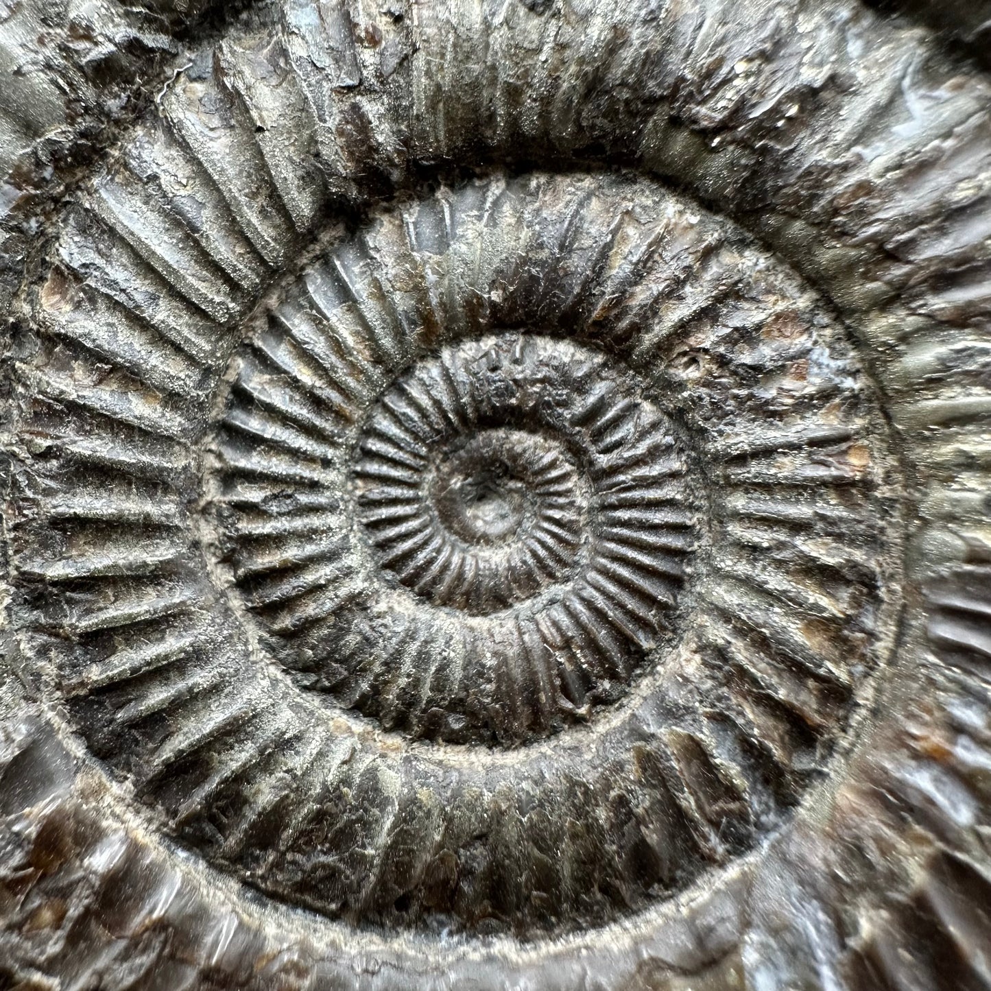 Dactylioceras Ammonite Fossil With box and Stand - Whitby, North Yorkshire Jurassic Coast Yorkshire Fossils