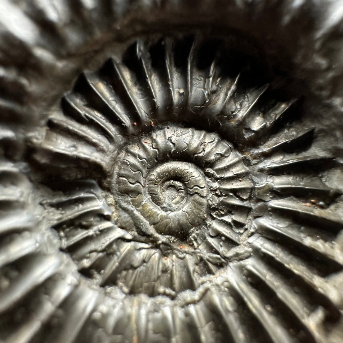 Schlothemia sp. ammonite fossil with box and stand - Whitby, North Yorkshire Jurassic Coast, Yorkshire fossils