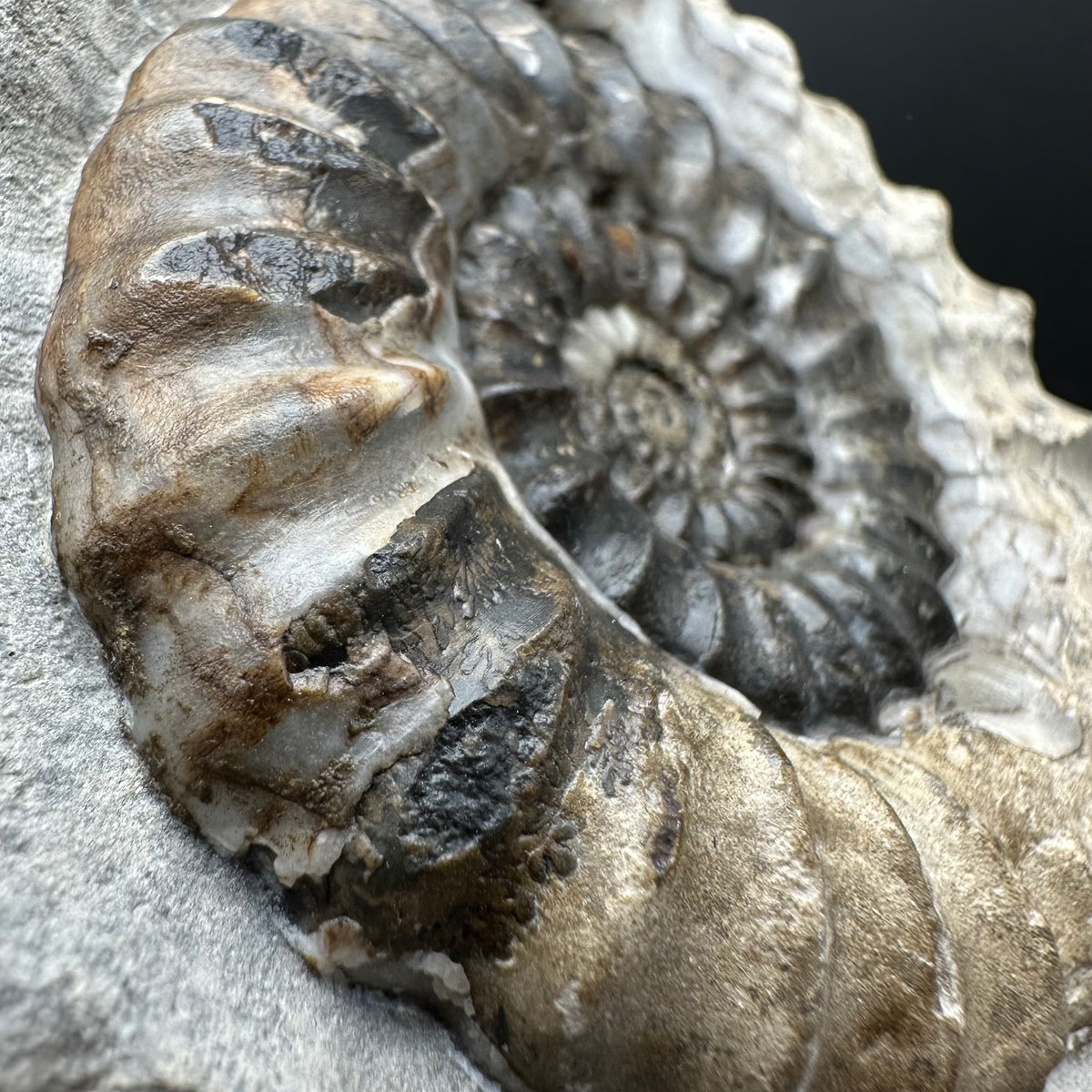 Androgynoceras maculatum ammonite fossil with box and stand - Whitby, North Yorkshire Jurassic Coast Yorkshire Fossils
