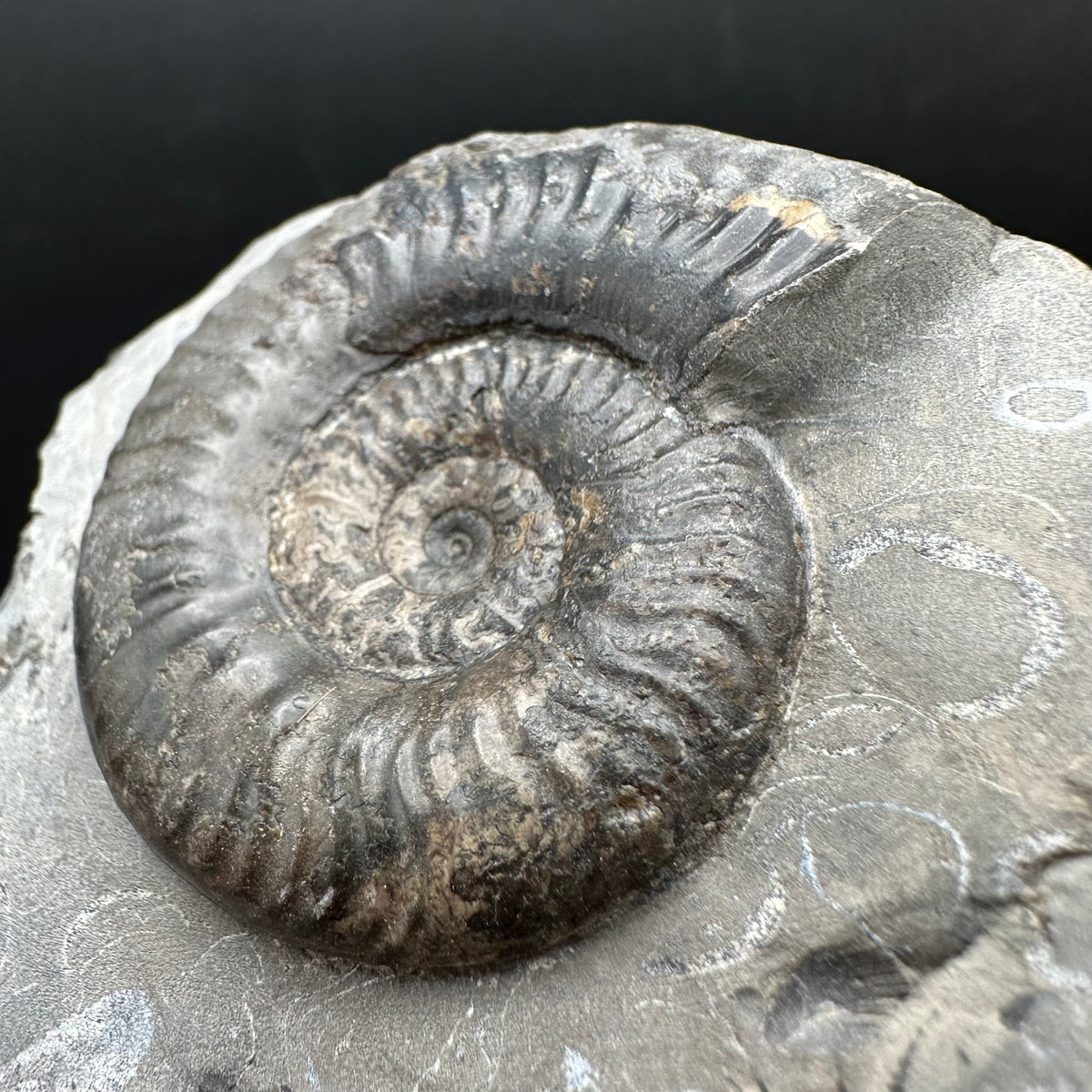 Grammoceras thoaurense Ammonite shell fossil with box and stand - Whitby, North Yorkshire, Yorkshire Fossils from the Jurassic Coast