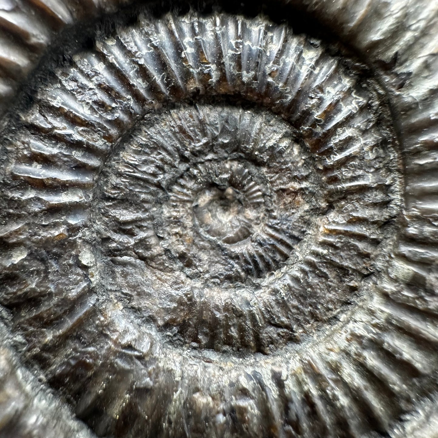 Dactylioceras Ammonite Fossil With box and Stand - Whitby, North Yorkshire Jurassic Coast Yorkshire Fossils