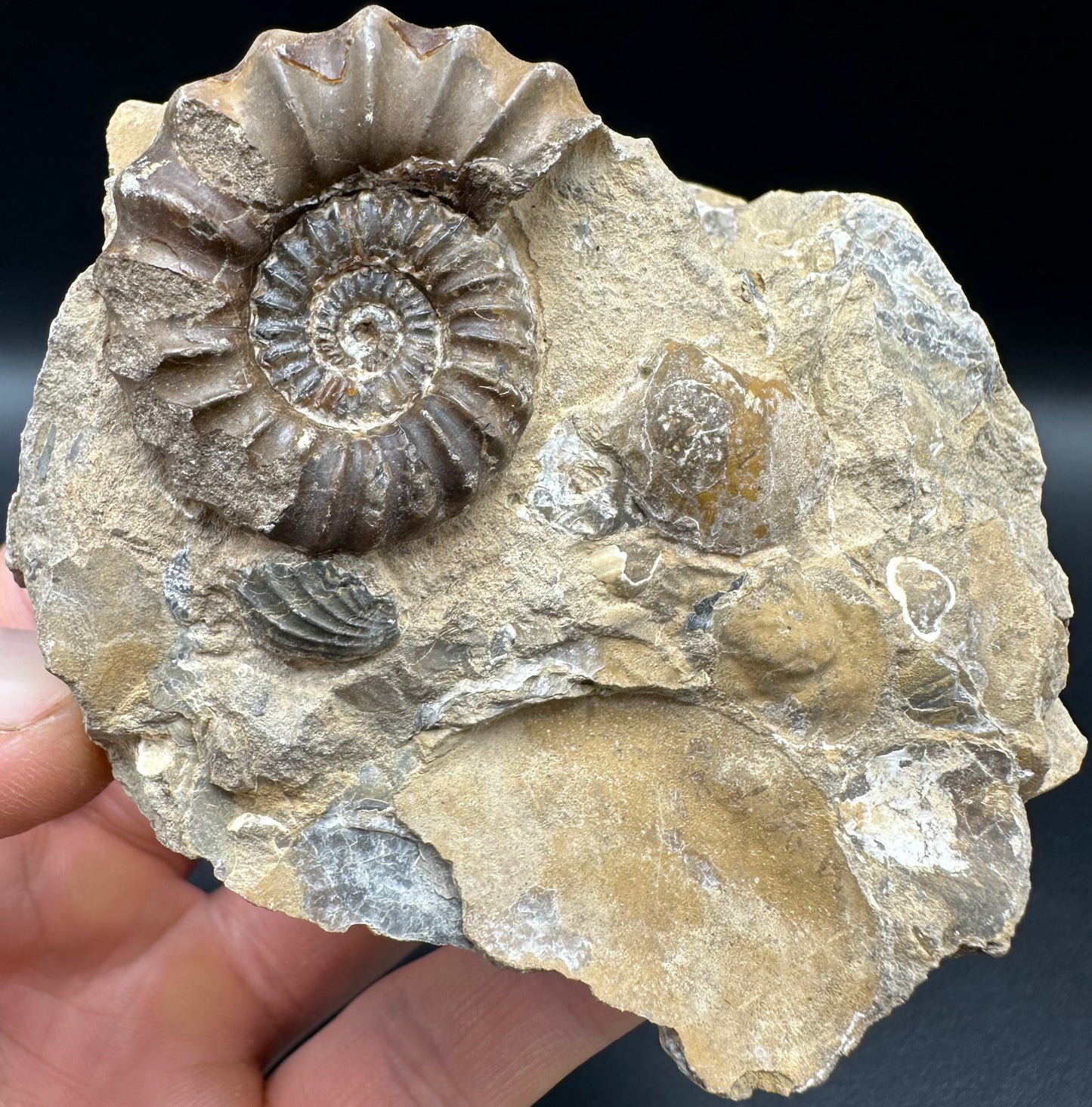 Androgynoceras capricornus Ammonite fossil with box and stand - Whitby, North Yorkshire Jurassic Coast Yorkshire Fossils