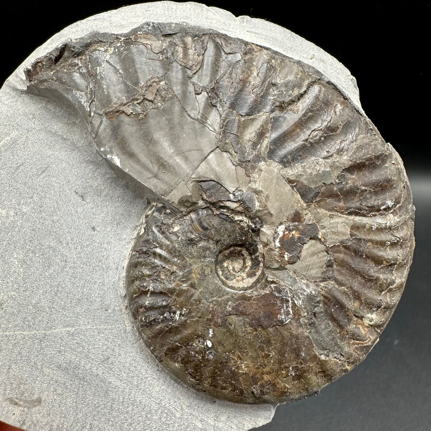 Pseudolioceras lythense Ammonite fossil with box and stand - Whitby, North Yorkshire, Yorkshire Fossils on the Jurassic Coast