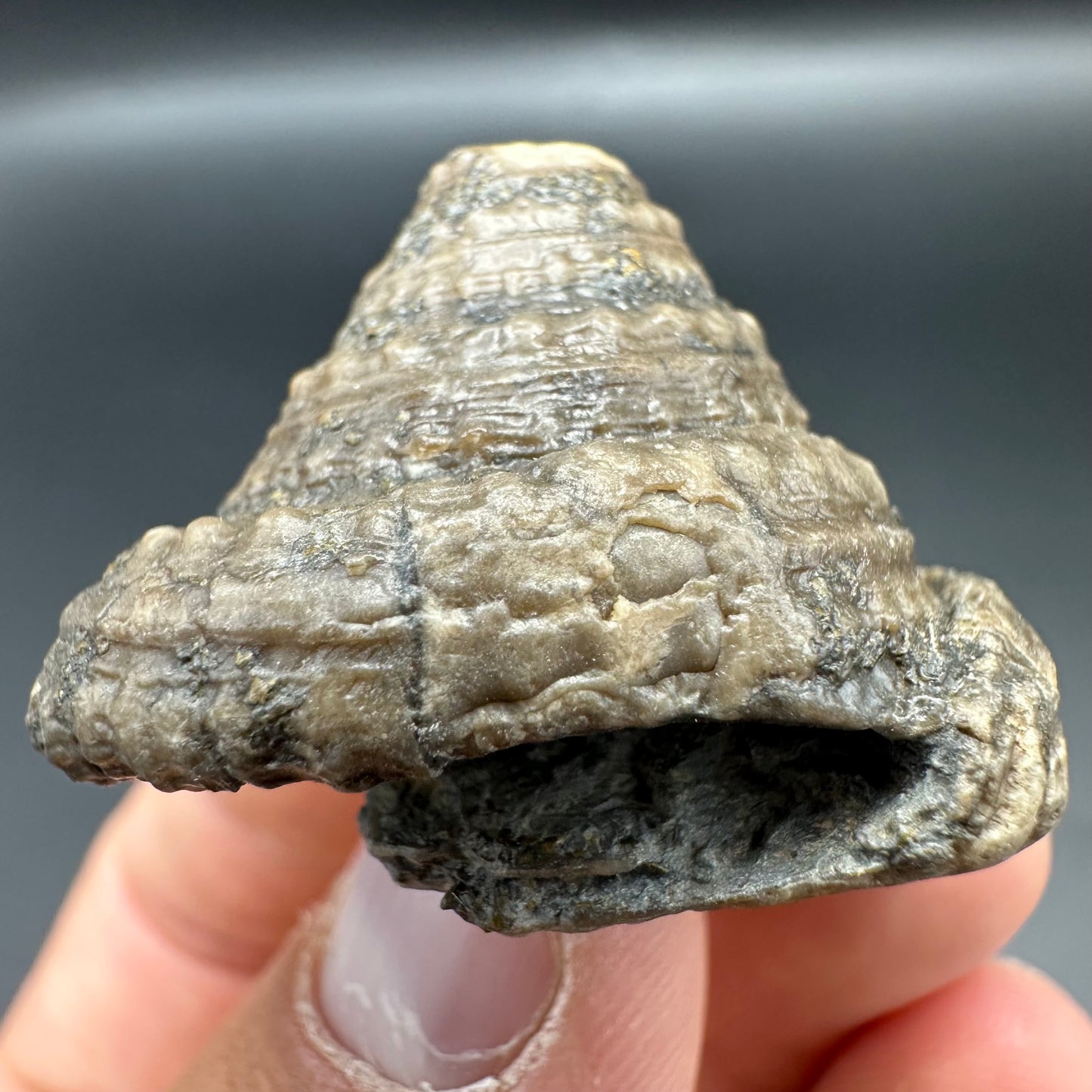 Gastropod Fossil Shell With Tin And Stand - Whitby, North Yorkshire, Jurassic Coast, Yorkshire Fossils