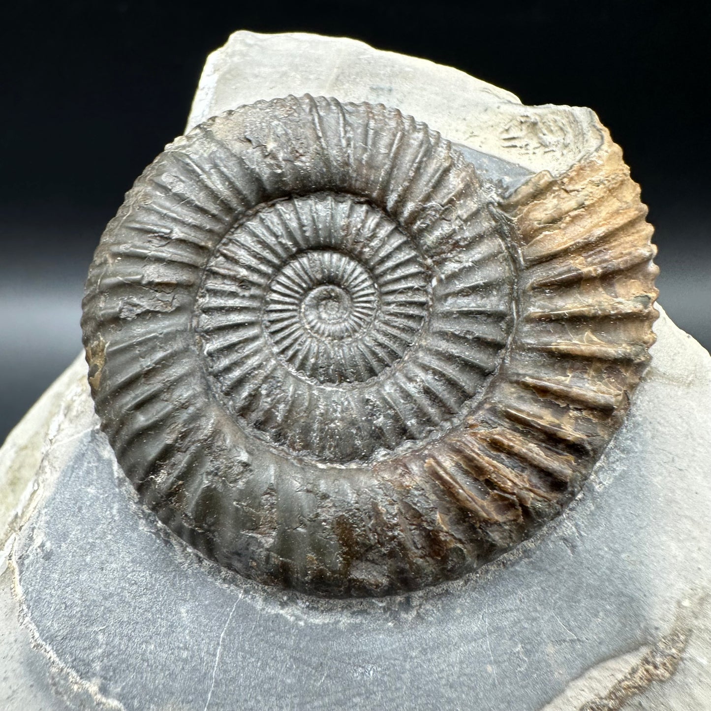 Dactylioceras Ammonite Fossil With Box And Stand - Whitby, North Yorkshire Jurassic Coast Yorkshire Fossils