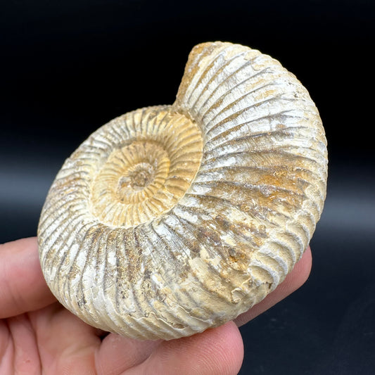 Dichotomosphinctes Ammonite Fossil With Box And Stand - Middle Jurassic Ammonite Madagascar
