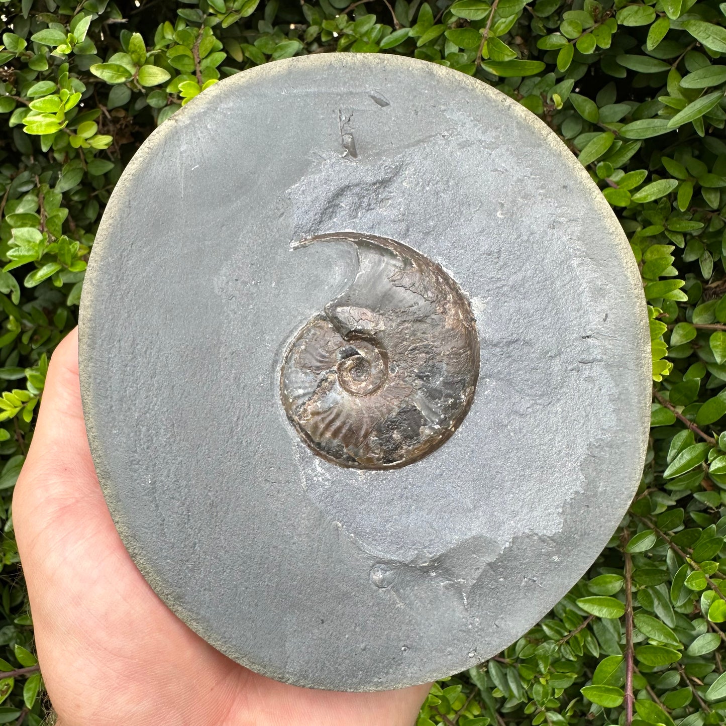 Golden Egg (GENUINE) Ammonite Fossil With Stand - Whitby, North Yorkshire Jurassic Coast Yorkshire Fossils