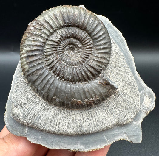 Catacoeloceras Sp. ammonite fossil with box and stand- Whitby, North Yorkshire Jurassic Coast Yorkshire Fossils