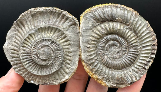 Dactylioceras Ammonite nodule (split pair) Fossil With Box And Stand - Whitby, North Yorkshire Jurassic Coast Yorkshire Fossils