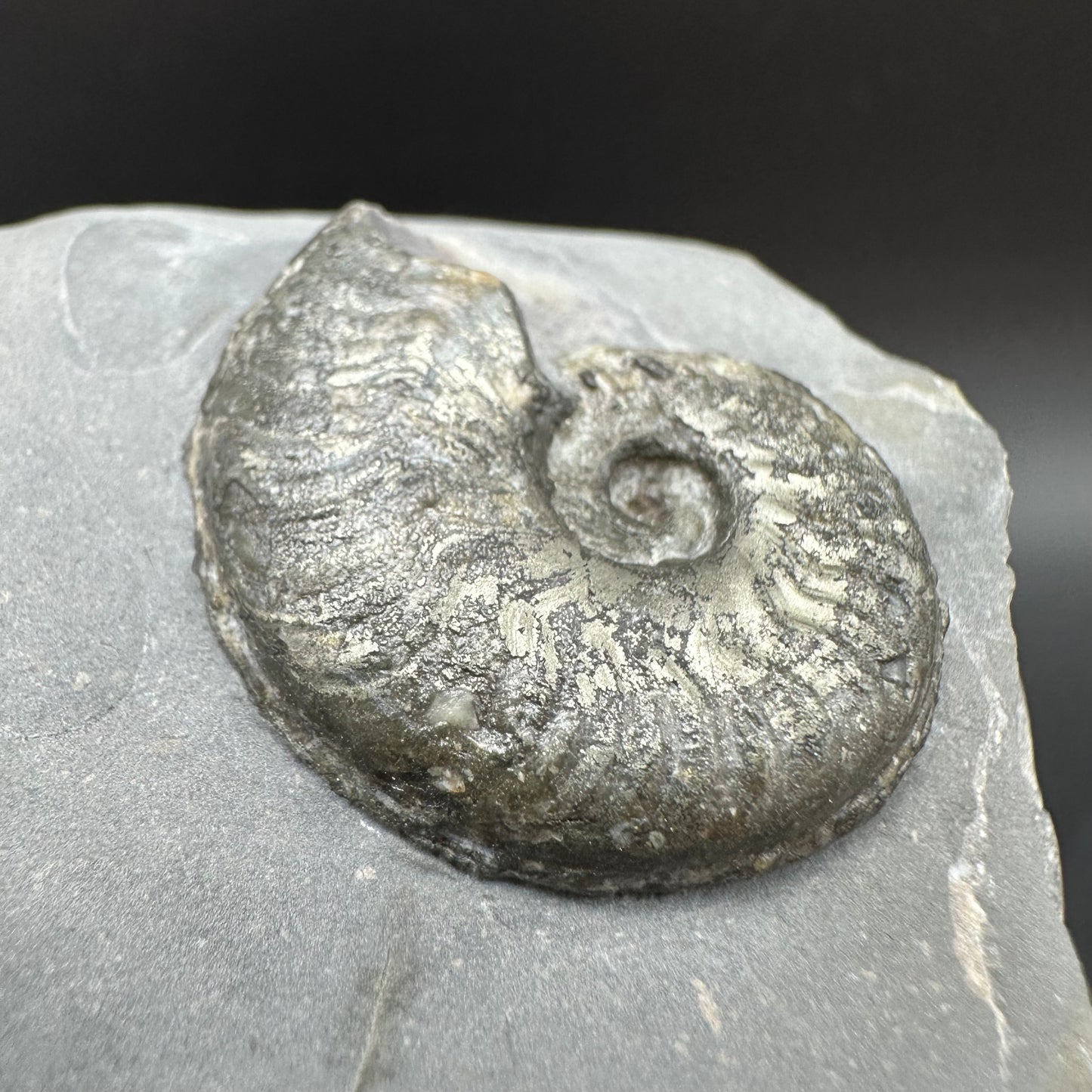 Golden Harpoceras Sp. Ammonite fossil with box and stand - Whitby, North Yorkshire Jurassic Coast Yorkshire Fossils