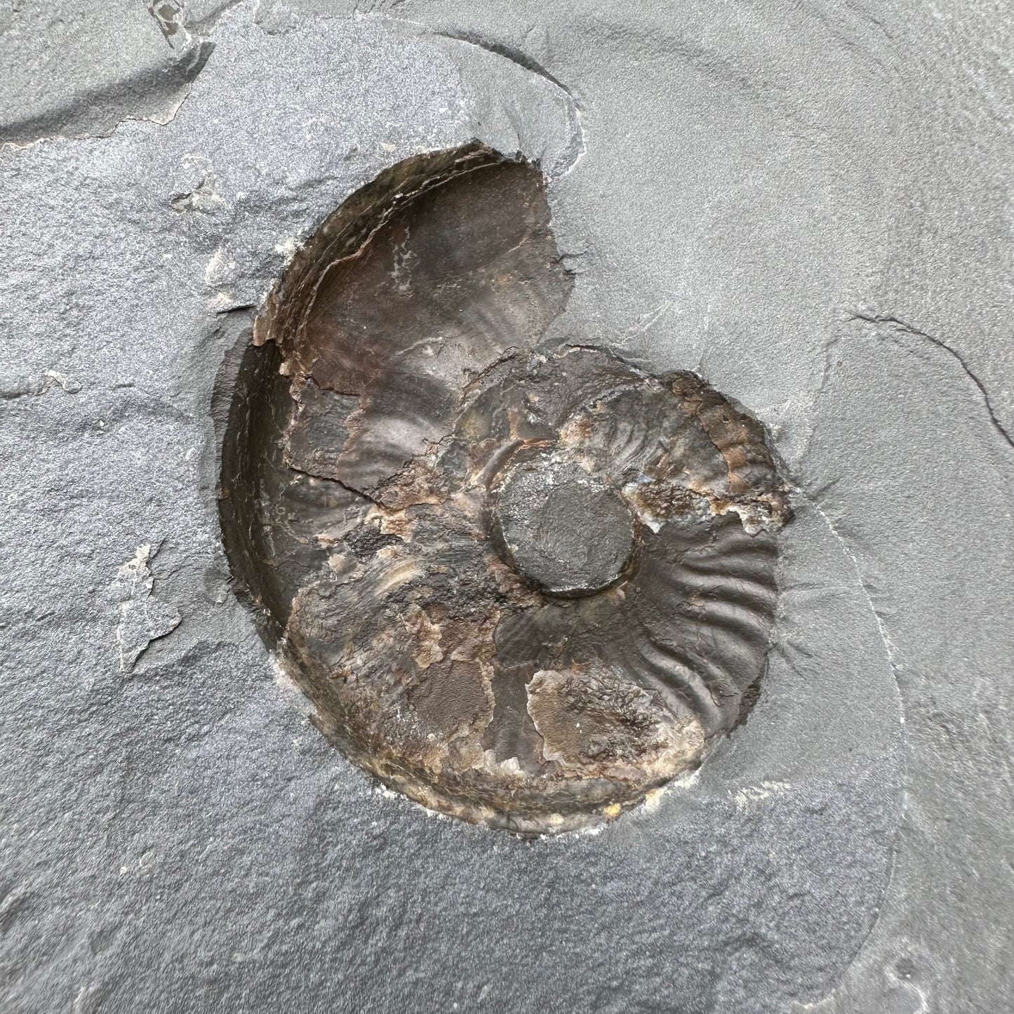 Golden Egg (GENUINE) Ammonite Fossil With Stand - Whitby, North Yorkshire Jurassic Coast Yorkshire Fossils