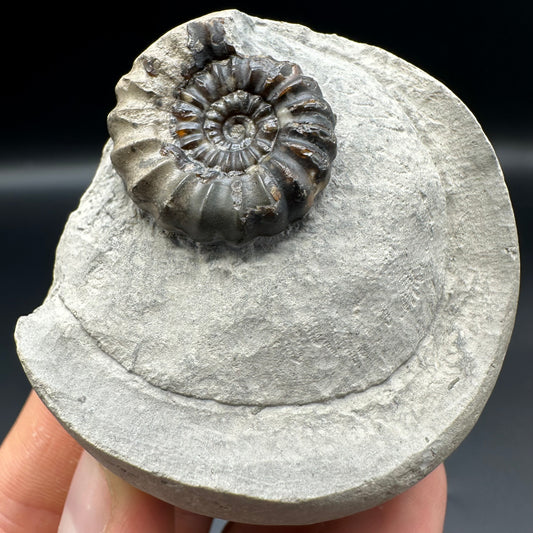 Androgynoceras maculatum ammonite fossil with gift box and stand - Whitby, North Yorkshire Jurassic Coast Yorkshire Fossils