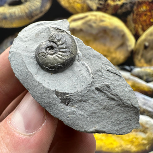 Oxynoticeras ammonite fossil - Whitby, North Yorksh