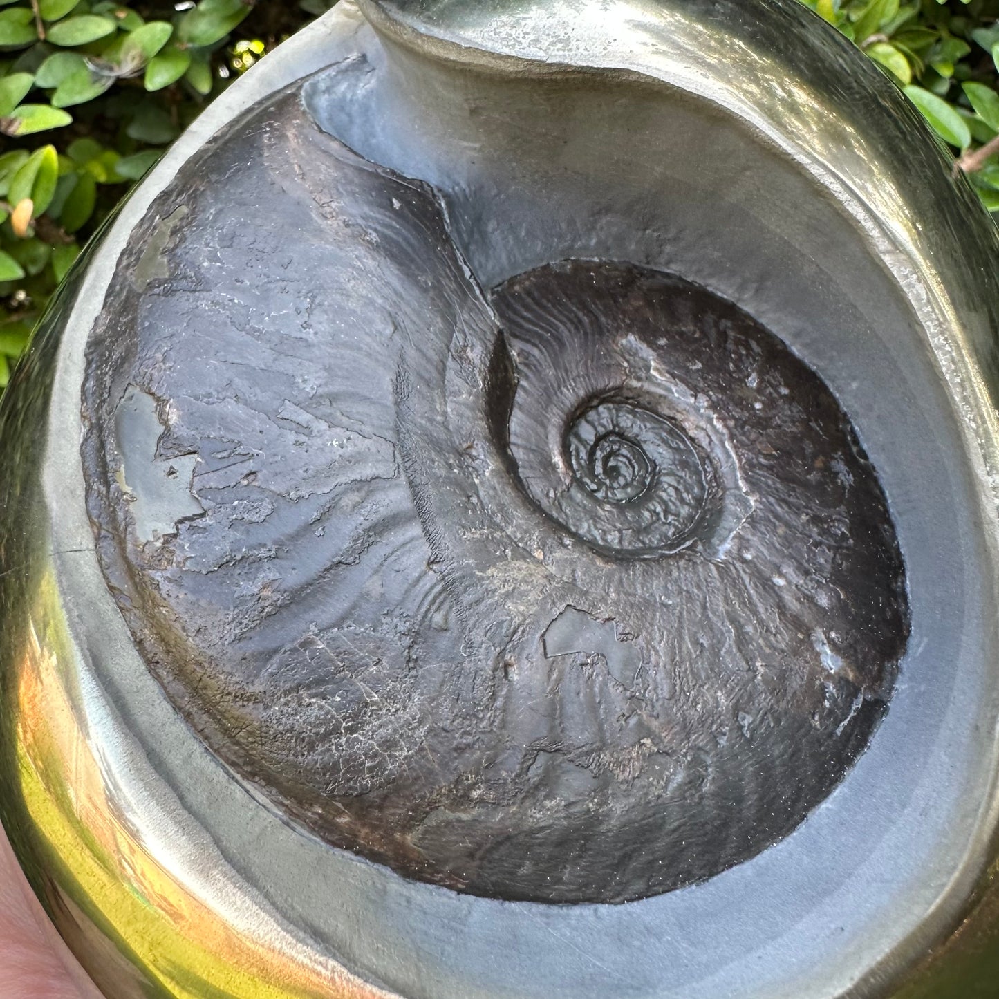 Golden Egg (GENUINE) Ammonite Fossil With Stand - Whitby, North Yorkshire Jurassic Coast Yorkshire Fossils