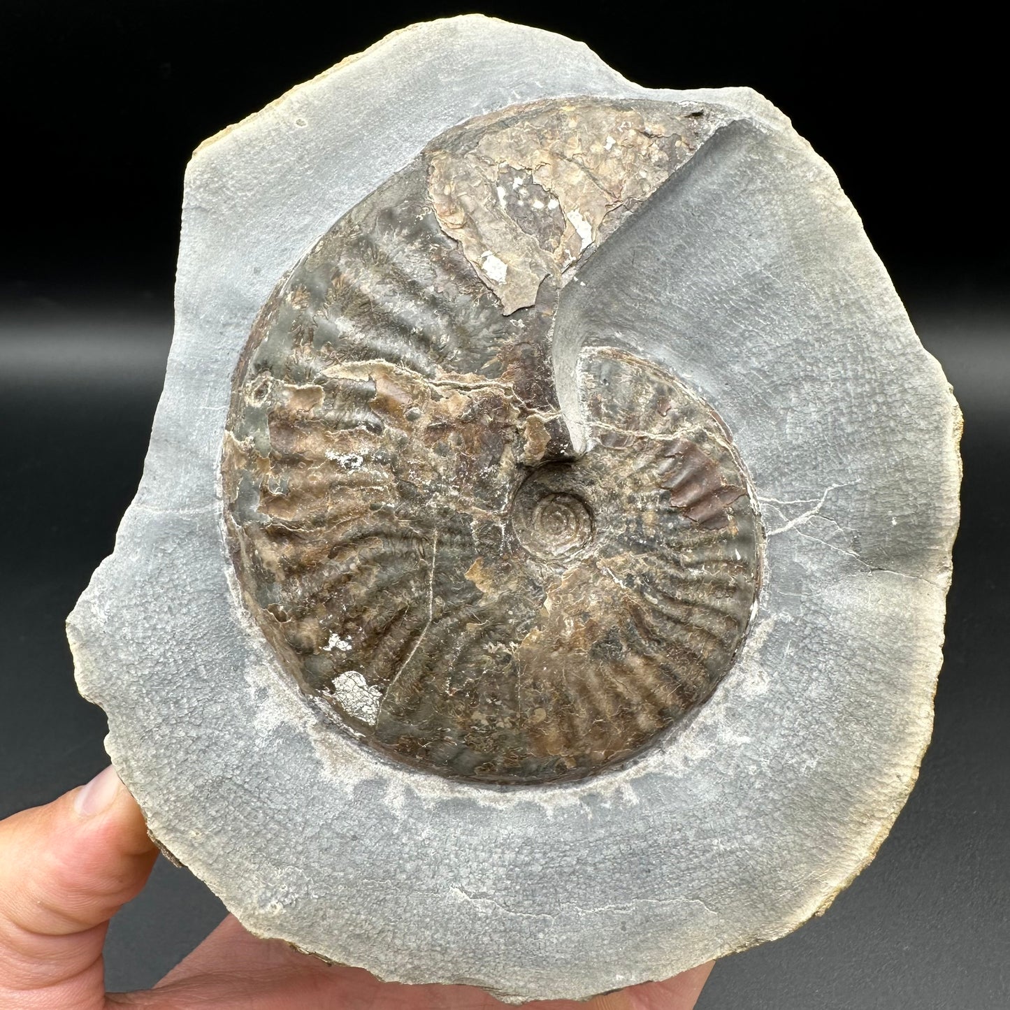 Pseudolioceras lythense ammonite fossil - Whitby, North Yorkshire, Yorkshire Fossils on the Jurassic Coast