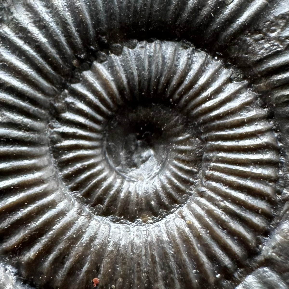 Dactylioceras Ammonite Fossil With box and Stand - Whitby, North Yorkshire Jurassic Coast Yorkshire Fossils