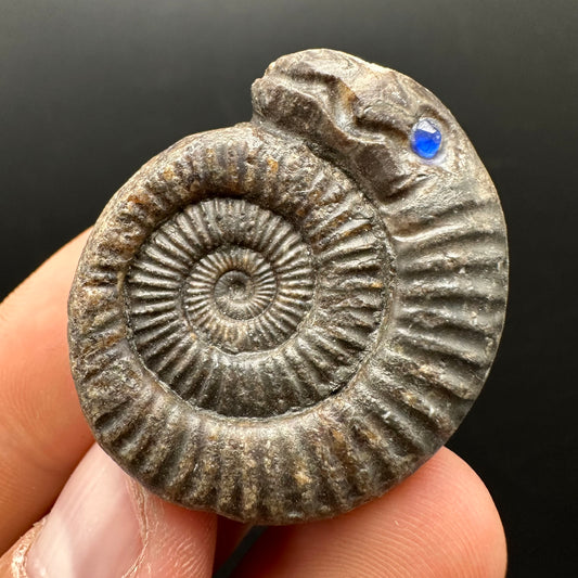 Snakestone Ammonite Fossil With Bag/Box And Stand - Whitby, North Yorkshire Jurassic Coast Yorkshire Fossils