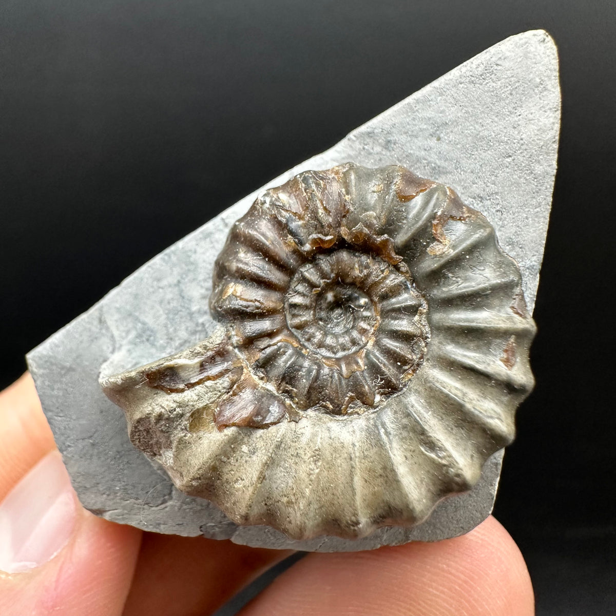 Androgynoceras maculatum ammonite fossil with box and stand - Whitby, North Yorkshire Jurassic Coast Yorkshire Fossils
