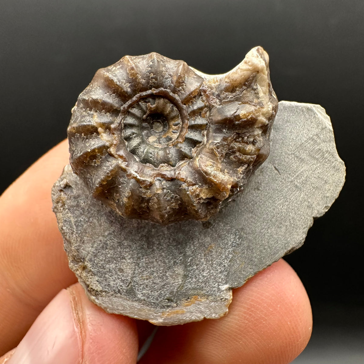 Androgynoceras maculatum ammonite fossil with stand - Whitby, North Yorkshire Jurassic Coast Yorkshire Fossils