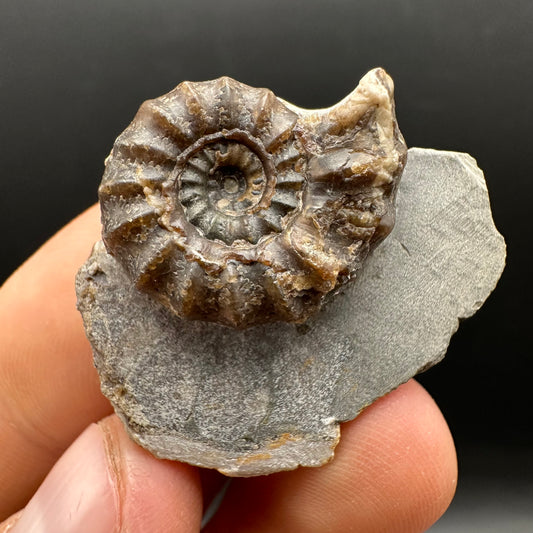 Androgynoceras maculatum ammonite fossil with stand - Whitby, North Yorkshire Jurassic Coast Yorkshire Fossils