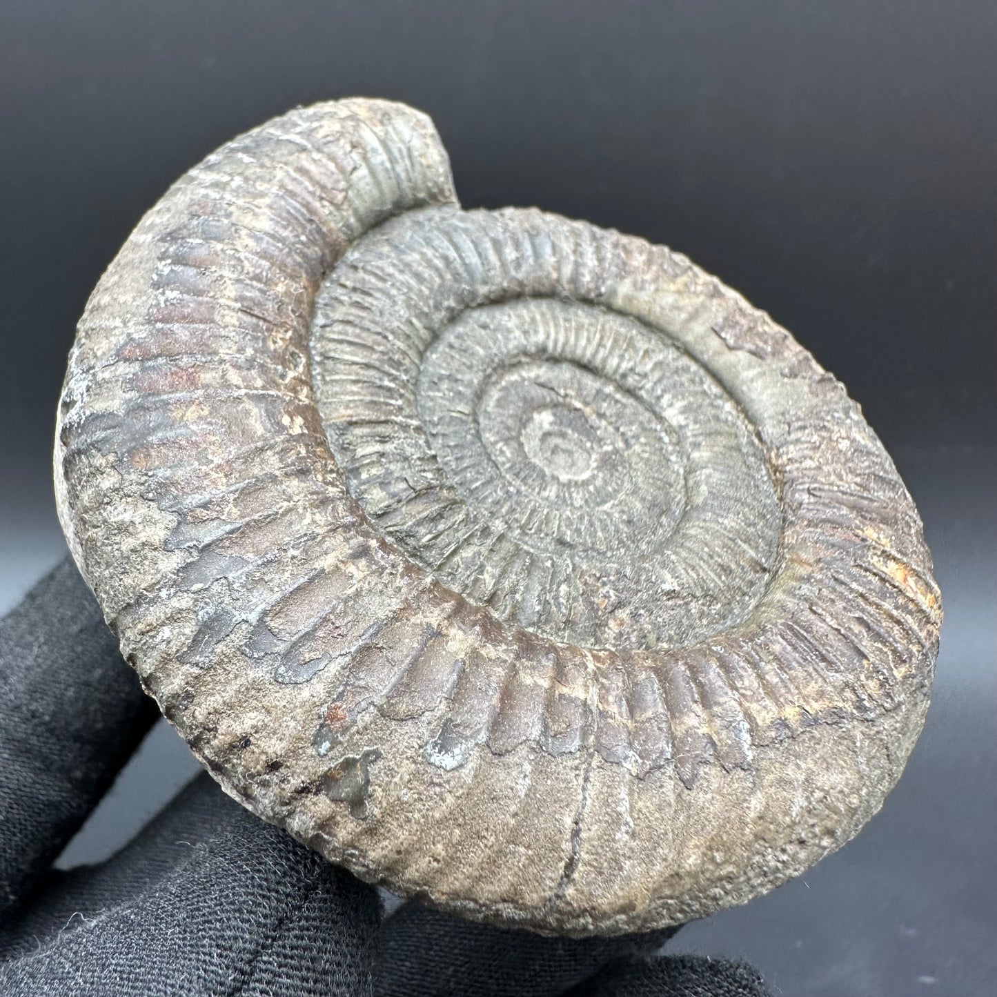 Dactylioceras Ammonite Fossil With Box And Stand - Whitby, North Yorkshire Jurassic Coast Yorkshire Fossils