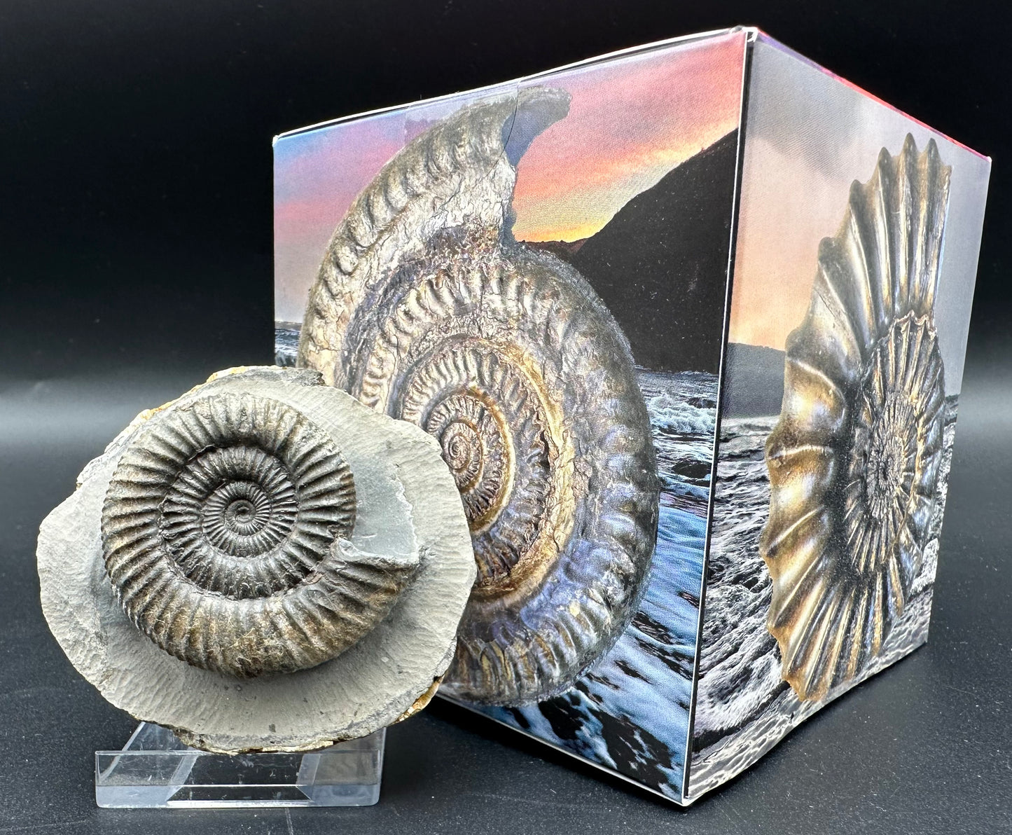 Dactylioceras Ammonite Fossil With Box And Stand - Whitby, North Yorkshire Jurassic Coast Yorkshire Fossils