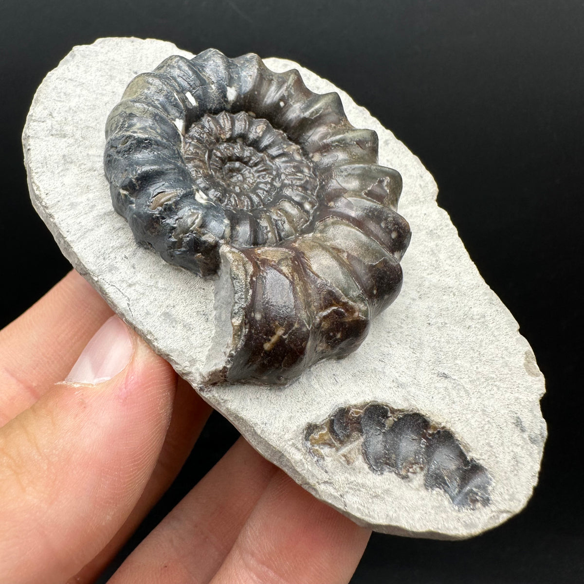 Androgynoceras maculatum ammonite fossil with box and stand - Whitby, North Yorkshire Jurassic Coast Yorkshire Fossils