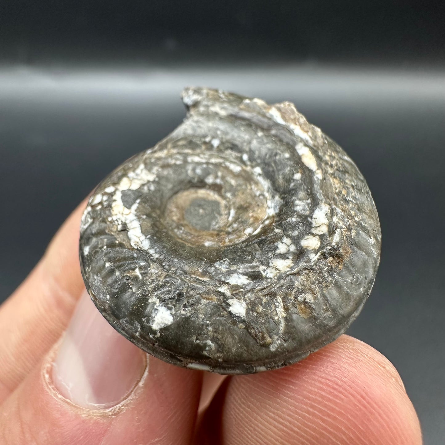 Hildoceras Bifrons Ammonite fossil with box and stand - Whitby, North Yorkshire Jurassic Coast, Yorkshire Fossils from the Jurassic Coast