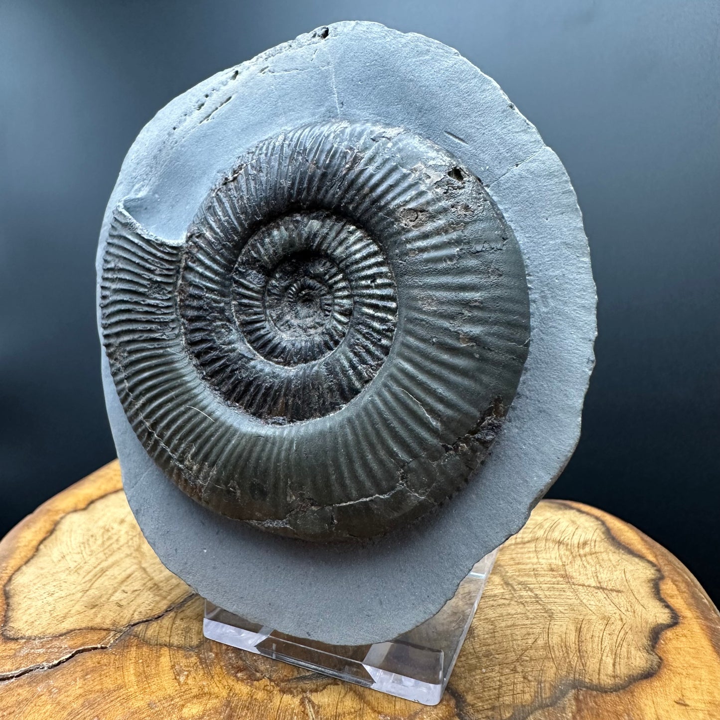 Dactylioceras semicelatum Ammonite fossil with stand - Whitby, North Yorkshire Jurassic Coast Yorkshire Fossils