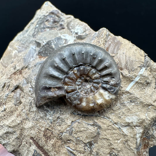 Amaltheus subnodosus Ammonite fossil with box and stand - Whitby, North Yorkshire Jurassic Coast Yorkshire Fossils