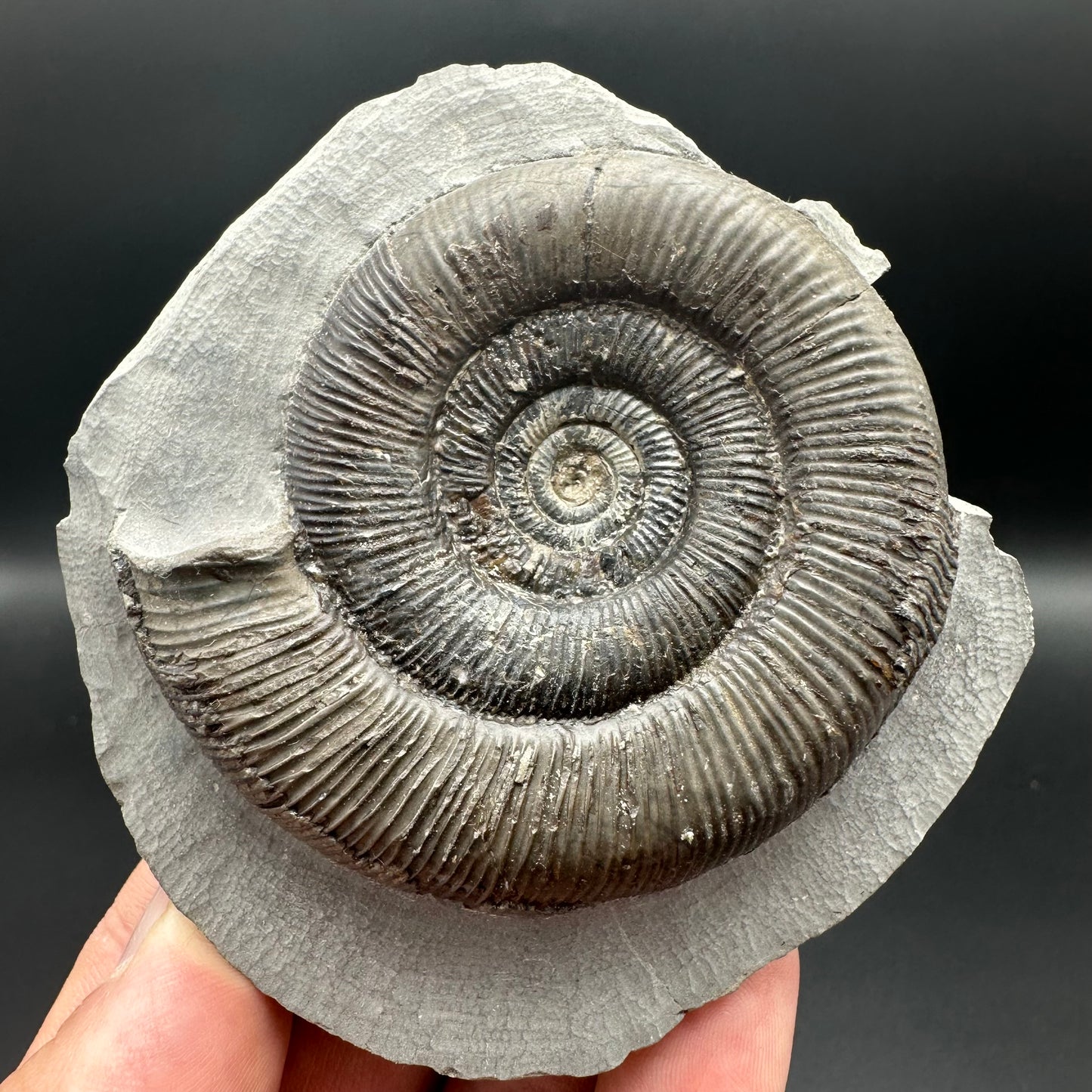 Dactylioceras tenuicostatum ammonite fossil with box and stand - Whitby, North Yorkshire Jurassic Coast