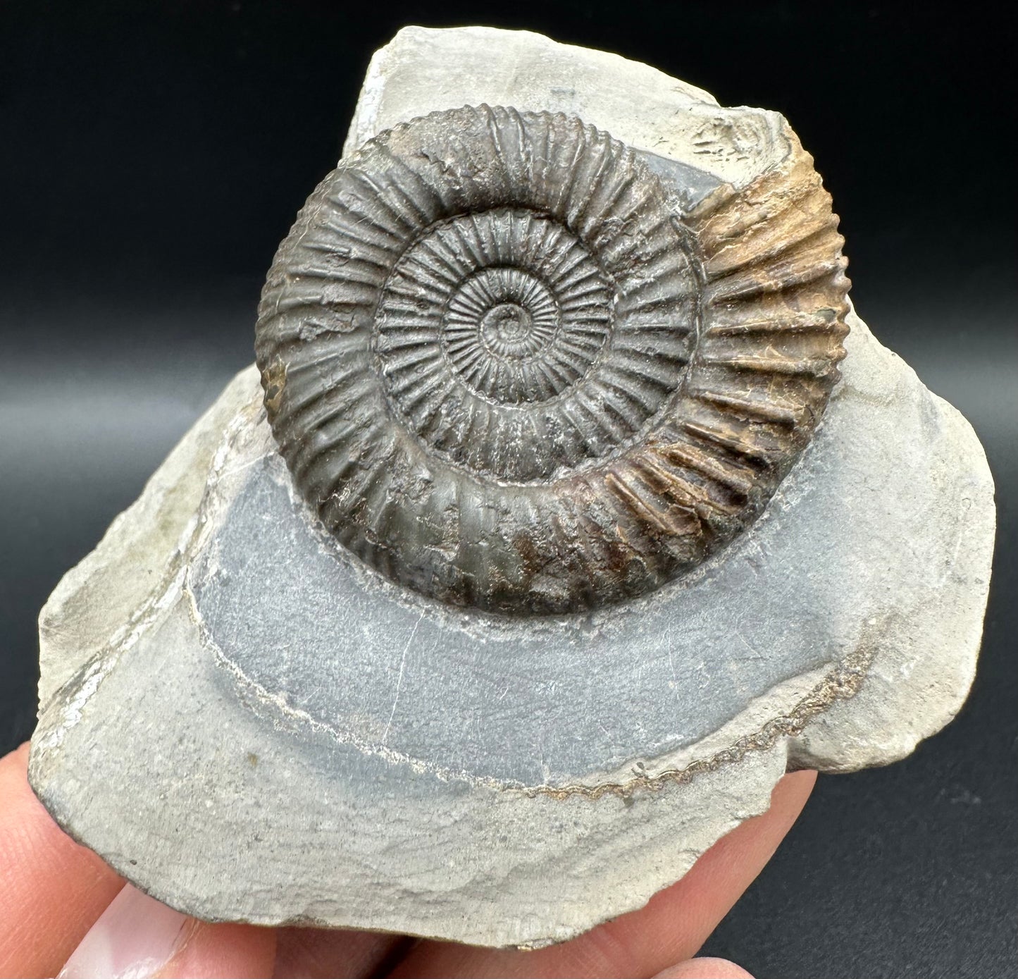 Dactylioceras Ammonite Fossil With Box And Stand - Whitby, North Yorkshire Jurassic Coast Yorkshire Fossils