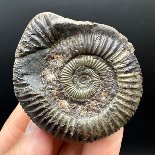 Dactylioceras Ammonite nodule (split pair) Fossil With Box And Stand - Whitby, North Yorkshire Jurassic Coast Yorkshire Fossils