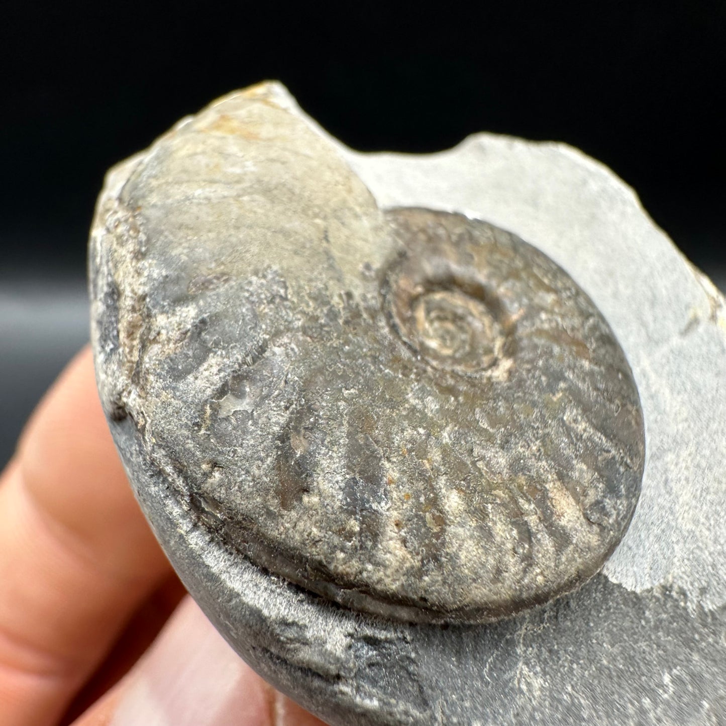 Pseudolioceras lythense Ammonite fossil with box and stand - Whitby, North Yorkshire, Yorkshire Fossils on the Jurassic Coast