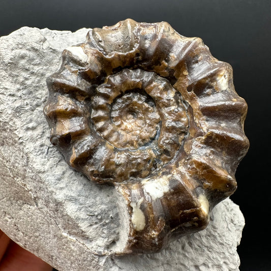 Androgynoceras maculatum ammonite fossil with box and stand - Whitby, North Yorkshire Jurassic Coast Yorkshire Fossils