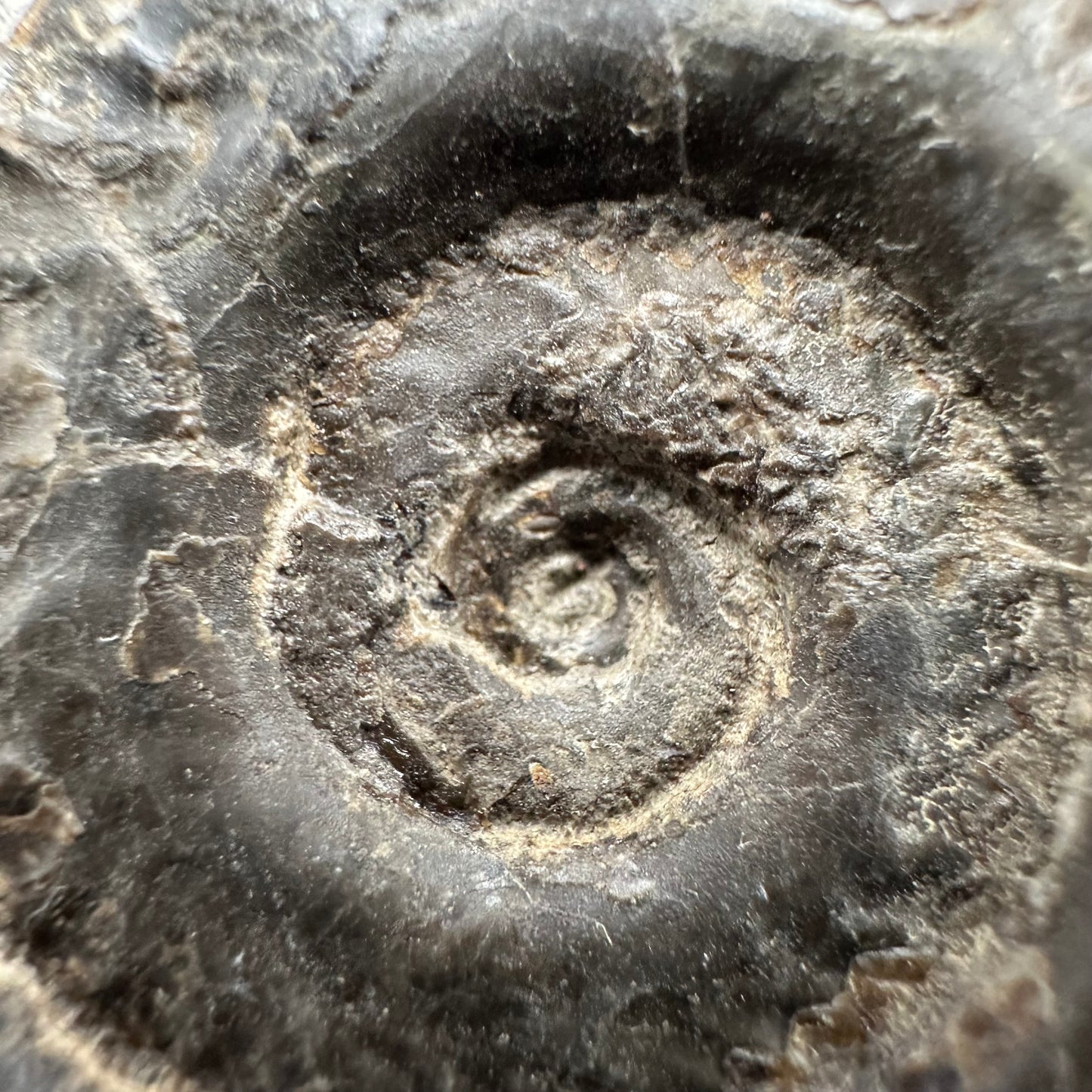 Hildoceras lusitanicum Ammonite fossil with box and stand - Whitby, North Yorkshire, Jurassic Coast, Yorkshire Fossils from the Jurassic Coast