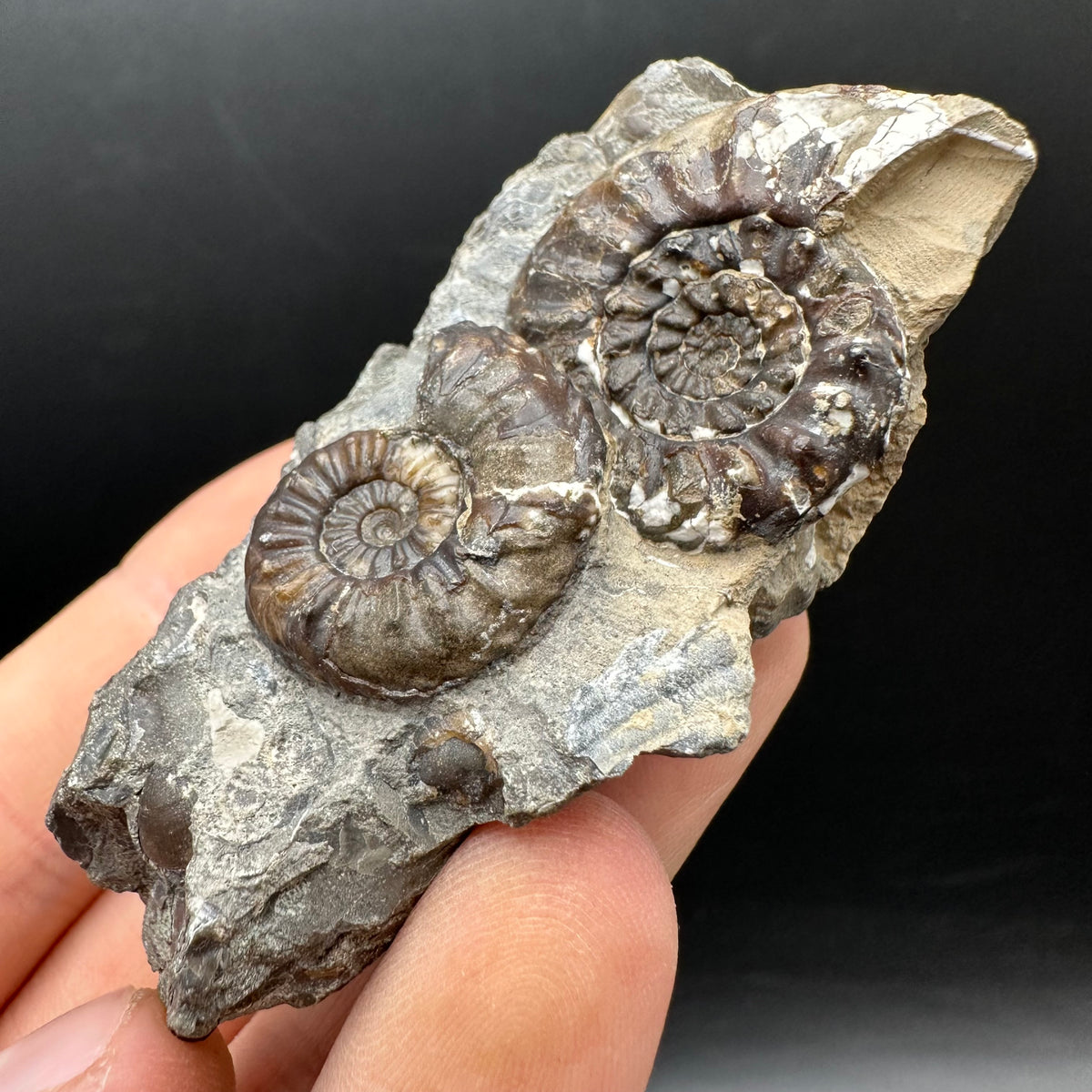 Amaltheus subnodosus Ammonite fossil with stand - Whitby, North Yorkshire Jurassic Coast Yorkshire Fossils