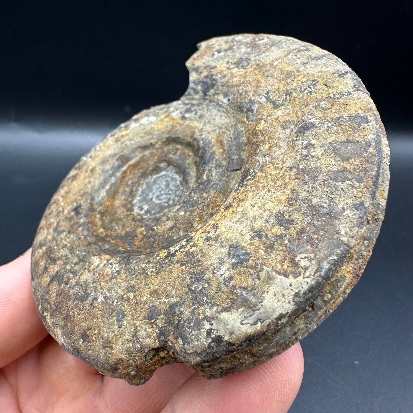 Hildoceras Bifrons Ammonite fossil with box and stand - Whitby, North Yorkshire Jurassic Coast, Yorkshire Fossils from the Jurassic Coast