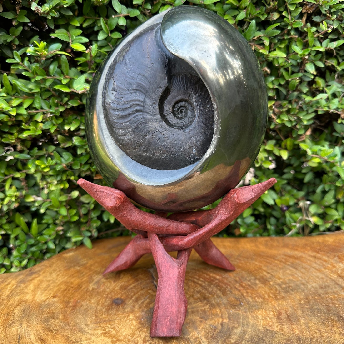 Golden Egg (GENUINE) Ammonite Fossil With Stand - Whitby, North Yorkshire Jurassic Coast Yorkshire Fossils