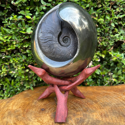 Golden Egg (GENUINE) Ammonite Fossil With Stand - Whitby, North Yorkshire Jurassic Coast Yorkshire Fossils